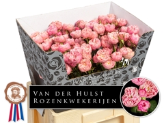 Rosa Spray Blush Charm 60cm 4+