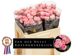 Rosa Spray Blush Charm 50cm 3+