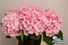 Hydrangea Royal Impressive 60cm 17-19cm Hd