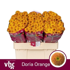 Chrysanth Santini Doria Orange 55cm 52gr.