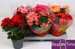 Begonia Double Mix 14Ø 35cm