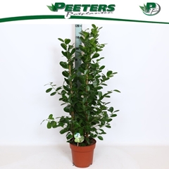 Ficus Microcarpa Moclame 24Ø 110cm