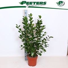 Ficus Microcarpa Moclame 24Ø 110cm