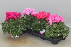 Cyclamen Super Serie Xl 13Ø 30cm