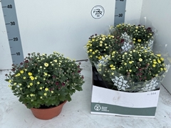 Chrysanth Mix 23Ø 27cm