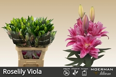 Lily Oriental Double Roselily Viola 95cm 5+
