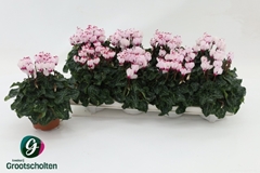 Cyclamen Mini Metis Victoria Outstanding 10Ø 17cm