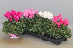 Cyclamen Super Serie Xl 13Ø 30cm