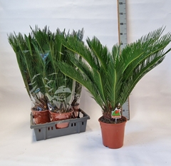 Cycas Revoluta 19Ø 80cm