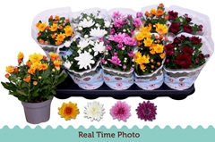 Chrysanth Double Mix 12Ø 25cm