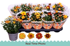 Chrysanth Mix 12Ø 25cm
