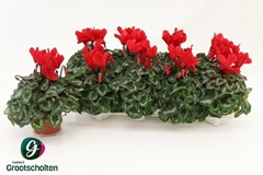 Cyclamen Super Serie Allure 10Ø 20cm