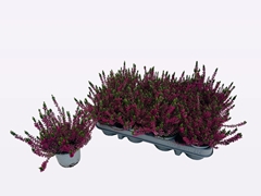 Calluna WiBo's Rot 9Ø 15cm
