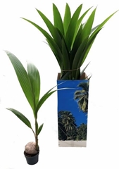 Cocos Nucifera 19Ø 150cm