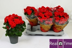 Begonia Double Baladin 14Ø 38cm