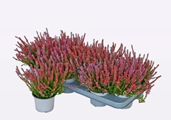 Calluna WiBo's Twin 11Ø 17cm