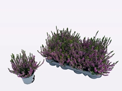 Calluna WiBo's Mix 9Ø 20cm