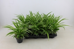 Chlorophytum Ocean 12Ø 25cm