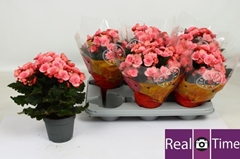 Begonia Double Move 2 Joy Pink 14Ø 35cm