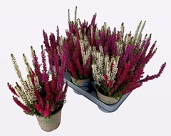 Calluna Beauty Ladies Mix In Pot 3 Colours 12Ø 30cm