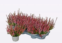 Calluna WiBo's Trio 11Ø 18cm