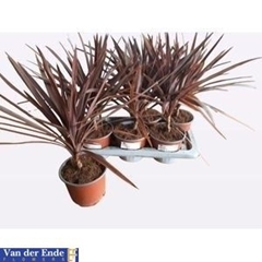 Cordyline Red Star 17Ø 50cm