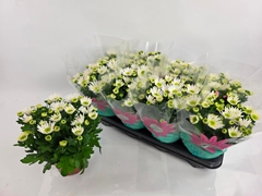 Chry Splas Ice Queen 14Ø 31cm