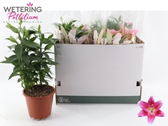 Lily Oriental Sunny Robyn 19Ø 50cm