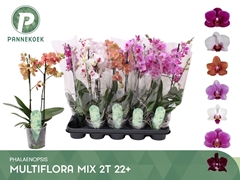 Phalaenopsis Multiflora Mix 6 Colours 12Ø 50cm 2st