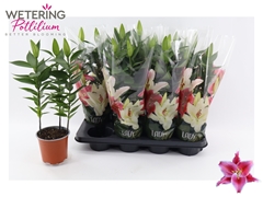 Lily Oriental After Eight 13Ø 45cm