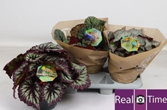 Begonia Leaf Beleaf Mix 17Ø 30cm