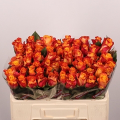 Rosa Mariyo! 50cm