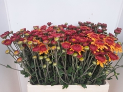 Chrysanth Spray Beppie Bronze 60cm