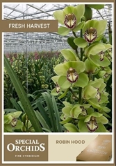 Cymbidium Mrs. Robin Hood 60cm