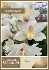 Cymbidium Seoul 70cm