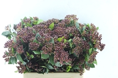 Viburnum Tinus Red Spirit 60cm