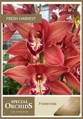 Cymbidium Princess Fredericka 80cm