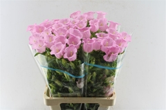 Campanula Campana Pearl Pink 70cm