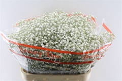 Gypsophila Paniculata Xlence 80cm 30gr.