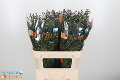 Aster Painted Lady 80cm 50gr.