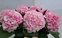Hydrangea Royal Impressive 75cm 19-21cm Hd