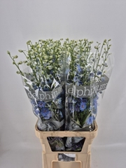 Delphinium Double Centurion Skyblue 110cm