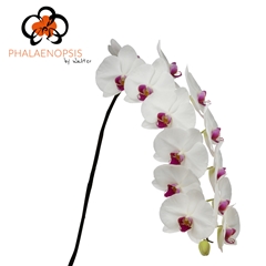 Phalaenopsis Ruby Kiss Per Bunch 80cm 10+