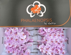 Phalaenopsis Tikal 80cm 10+