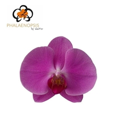 Phalaenopsis Happy Valentina 65cm 7+