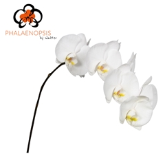 Phalaenopsis Sensation White 65cm 7+
