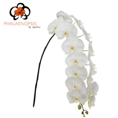 Phalaenopsis Sensation White 110cm 12+