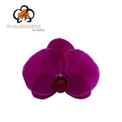 Phalaenopsis Purple Haze 65cm 7+