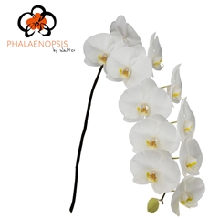 Phalaenopsis Sensation White 80cm 10+