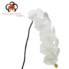 Phalaenopsis White Serenity 80cm 10+